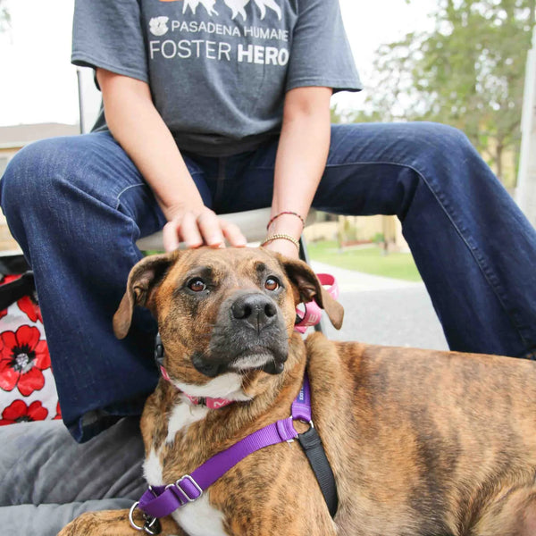 Foster volunteer petting a brindle rescue dog at Webster's street fair in Altadena