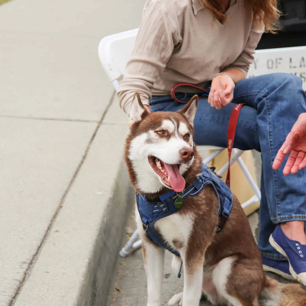Husky wearing denim overalls greeting visitors at Webster's 100th anniversary fair