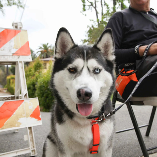 Blue-eyed husky in an orange harness at Webster's 100th anniversary fair