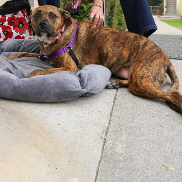 Brindle rescue dog relaxing on a pet bed at Webster's 100th anniversary street fair