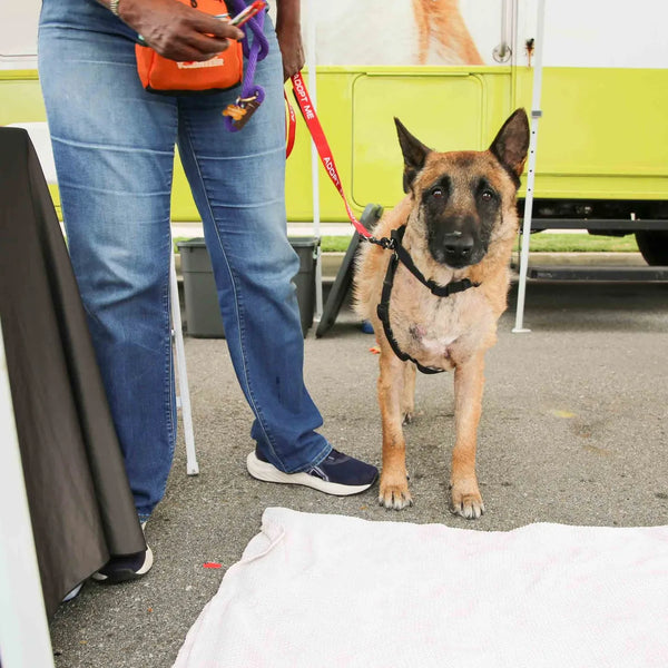 Volunteer walking a German shepherd near the adoption van at Webster's anniversary fair