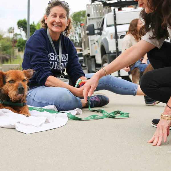 Pasadena Humane volunteers caring for a rescue dog at Webster's anniversary street fair